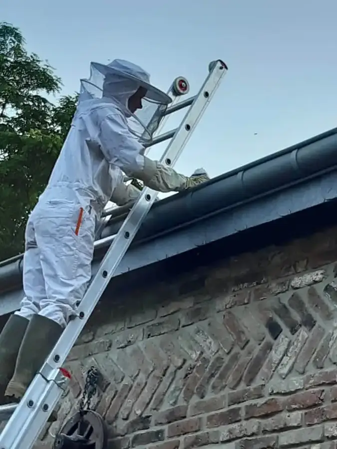Destruction de nids de guêpes & frelons